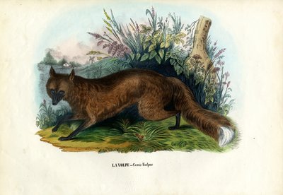 Roter Fuchs, 1863-79 von Raimundo Petraroja